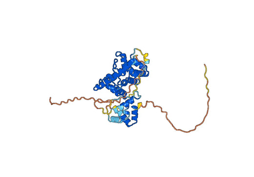 Human GFRA3 Monoclonal Antibody