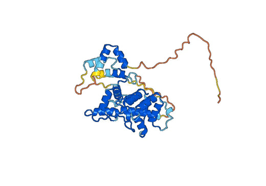 Human GFRA3 recombinant protein