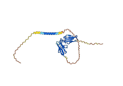 Human GP6 Monoclonal Antibody