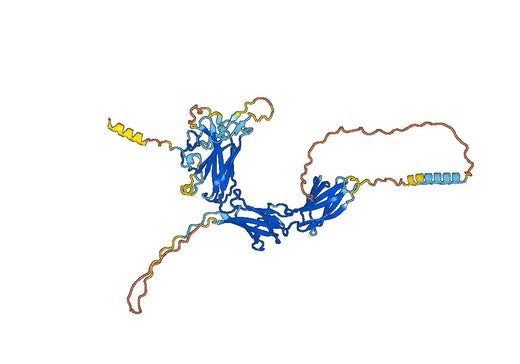 Human GPNMB Monoclonal Antibody