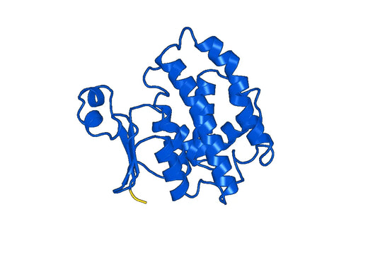 Human GSTP1 Recombinant Protein