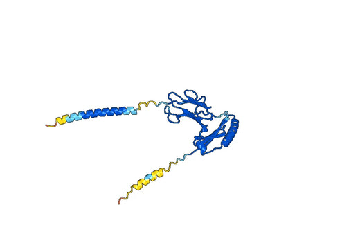 Human HLA-DRA Monoclonal Antibody