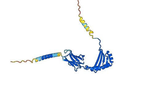 Human HLA-DRB1 Monoclonal Antibody