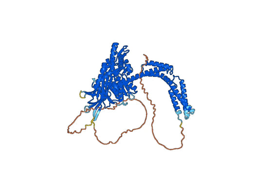 Human HSP110wt Recombinant Protein