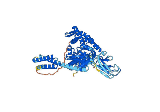 Human HSP70 Recombinant Protein