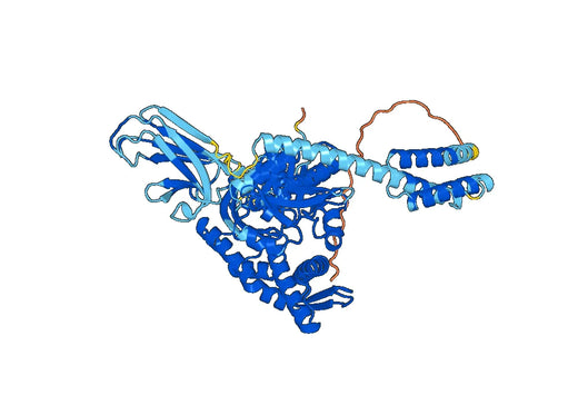 Human HSPA8 Recombinant Protein