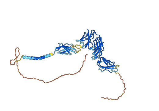 Human IFNAR1 Monoclonal Antibody