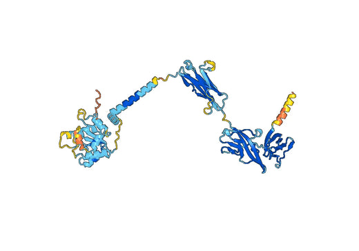 Human IL1RL1/ST2 Monoclonal Antibody