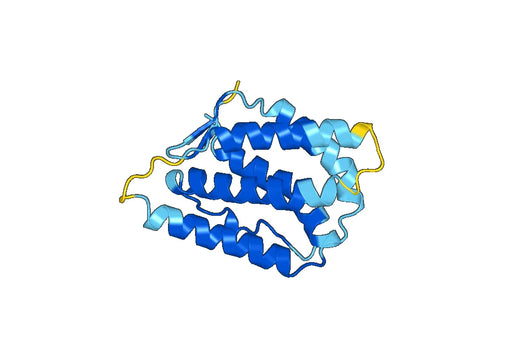 Human IL24 recombinant protein