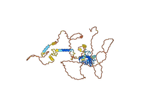 Human ILDR2 Monoclonal Antibody