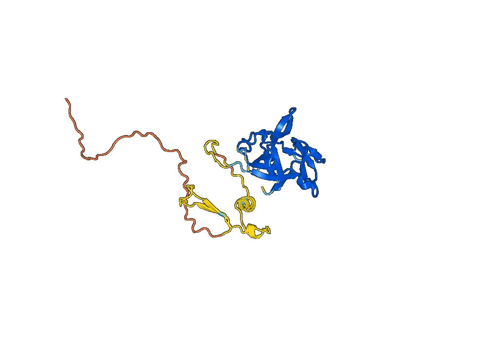 Human Interleukin-1 beta recombinant protein