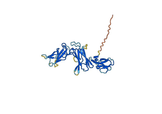 Human Interleukin-12 subunit beta(IL12B)
