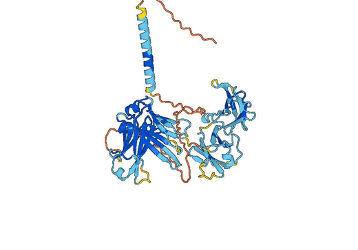 Human lgE Monoclonal Antibody