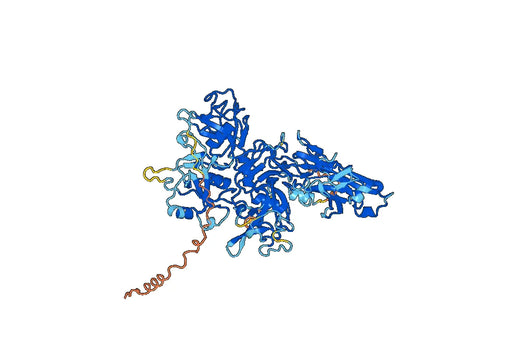 Human LOXL2 Monoclonal Antibody