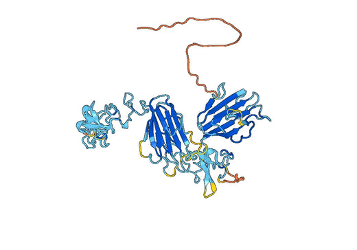 Human LRP12 recombinant protein