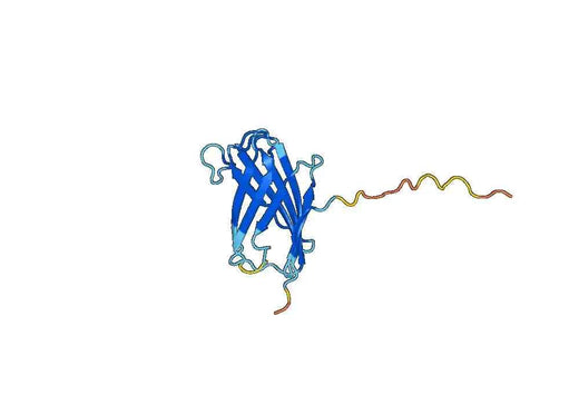 Human LY96 recombinant protein