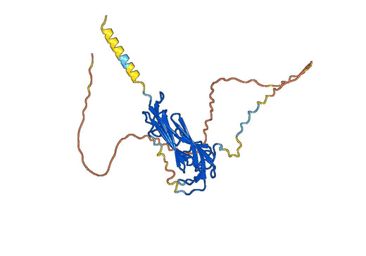 Human LYPD3 Monoclonal Antibody