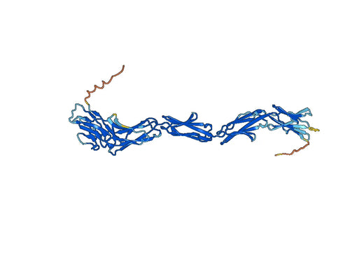 Human MAG recombinant protein