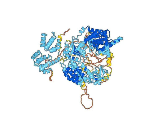 Human MDA5 recombinant protein