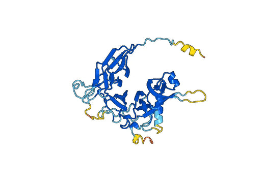 Human MET recombinant protein