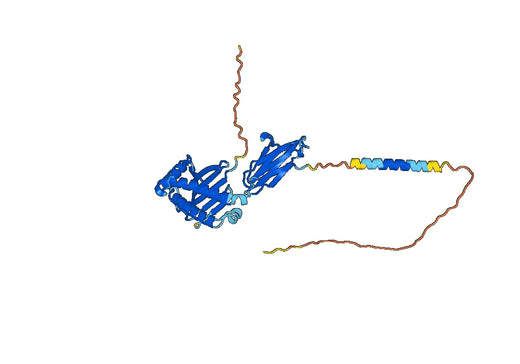 Human MICA Monoclonal Antibody