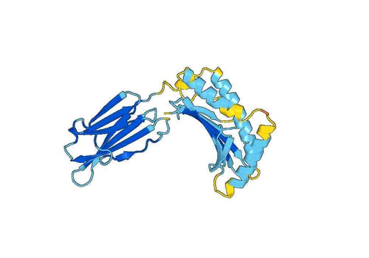 Human MICA recombinant protein