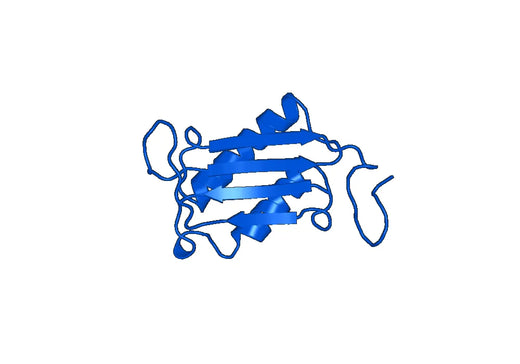 Human MIF Monoclonal Antibody