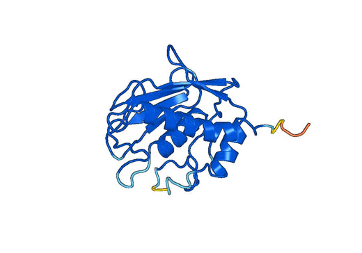 Human MMP7 recombinant protein
