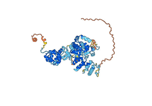 Human MSLN Monoclonal Antibody