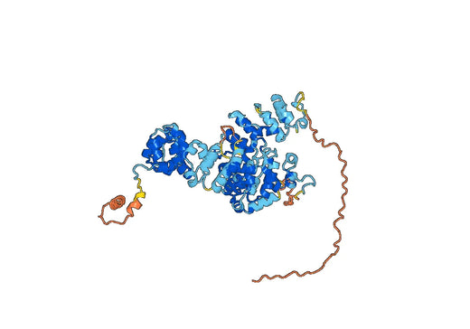 Human MSLN (SAA0146) Monoclonal Antibody