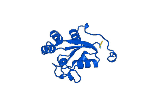 Human NDKA Recombinant Protein