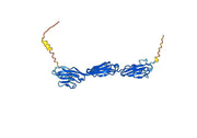 Human NECTIN4-PVRL4 recombinant protein