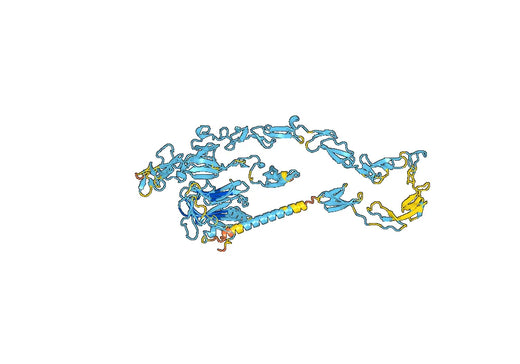 Human NELL1 recombinant protein