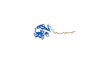 Human NKG2D-CD314 recombinant protein, C-His Tag