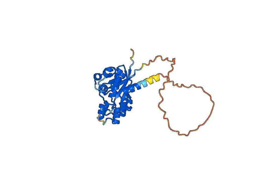 Human NMNAT2 Recombinant Protein
