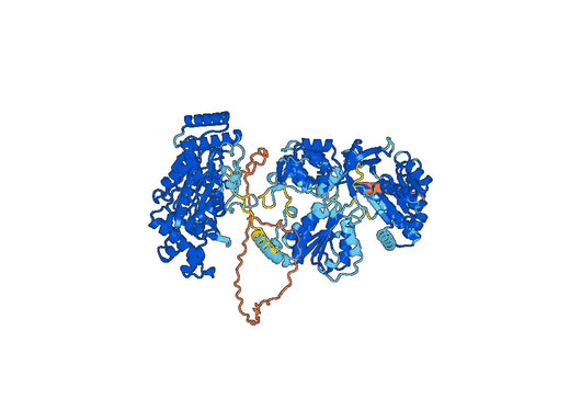 Human NOS2/iNOS Monoclonal Antibody