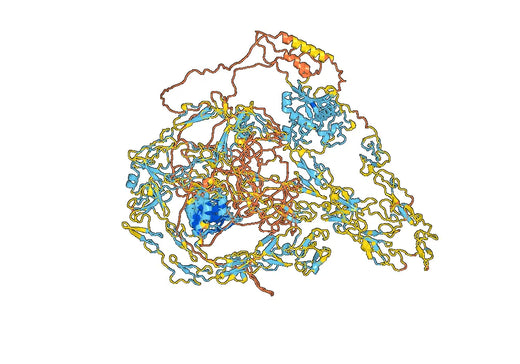 Human NOTCH1 Monoclonal Antibody