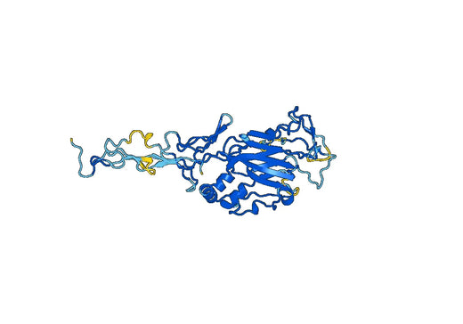 Human NTNG1 recombinant protein