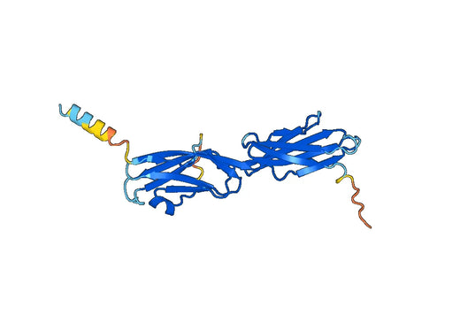 Human PD-L2 recombinant protein