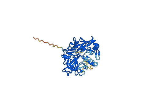 Human Pepsin A-3(PGI) Recombinant Protein