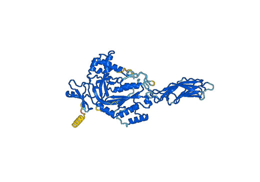 Human Perforin Monoclonal Antibody