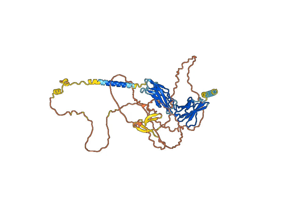 Human PRLR Monoclonal Antibody