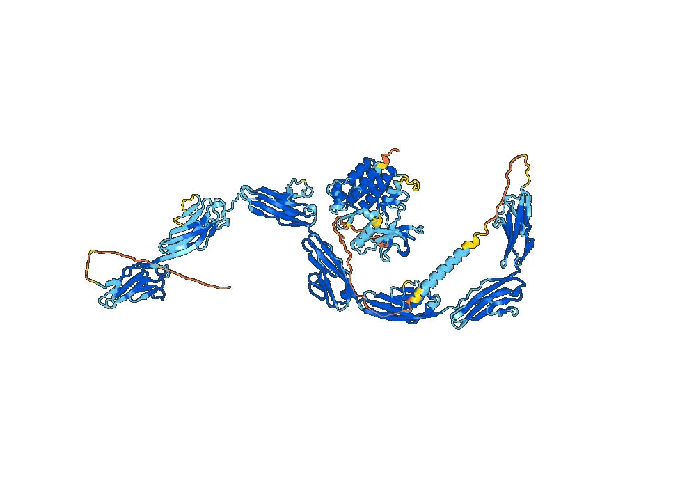 Human PTK7/CCK-4 Monoclonal Antibody