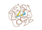 Human Reticulon-4/RTN4 Monoclonal Antibody