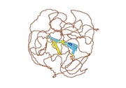 Human Reticulon-4/RTN4 (SAA0170) Monoclonal Antibody