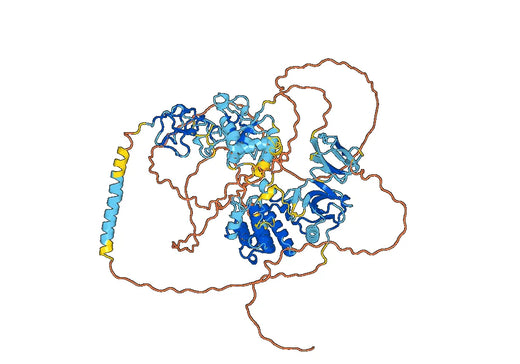 Human ROR1 (P3A1) Monoclonal Antibody