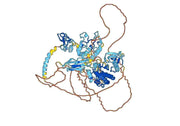 Human ROR2/NTRKR2 Monoclonal Antibody