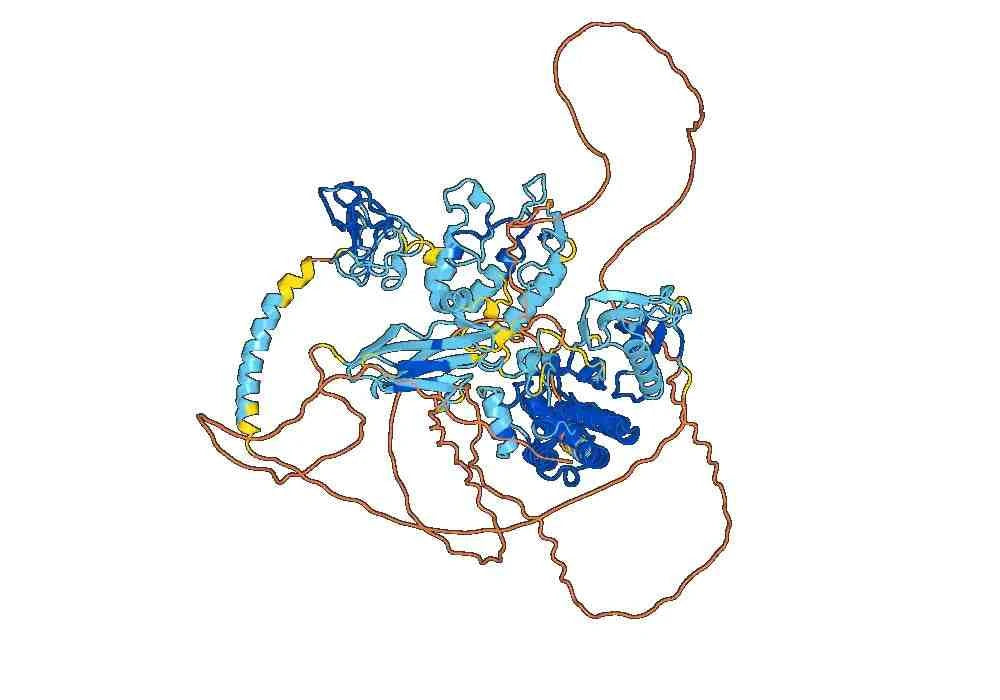 Human ROR2/NTRKR2 Monoclonal Antibody