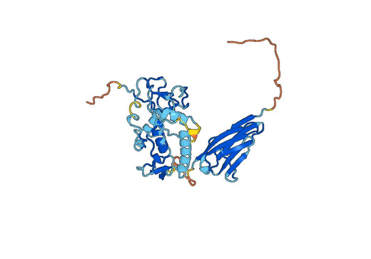 Human ROR2 recombinant protein