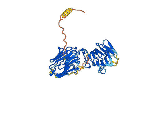 Human Sex hormone-binding globulin (SHBG) Recombinant Protein